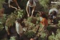 From Trash to Treasure: Nagpur Women Turn Weeds into Livelihood