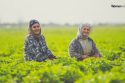 Kashmir's Asiya Begum: A Woman's Courage and Determination in Farming
